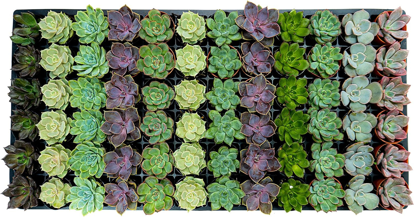 1.75 Inch Mini-Echeveria Assortment | Beautiful Rosette Assortment | Colorful, Hand-Picked Assortment | Great for Office, Home, or Wedding Decor | 72-Pack