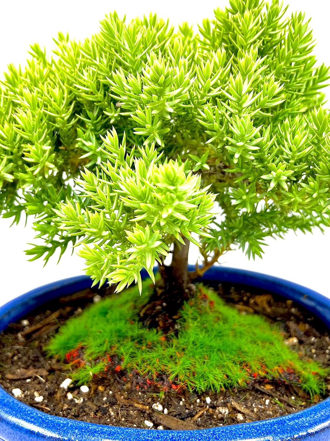 Live Dwarf Juniper Bonsai Tree Small | Indoor/Outdoor | 100% Handcrafted| Home and Office Décor | Best Gift for Holiday