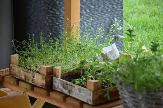 5 Easy Herbs to Grow at Home — No Garden Needed!