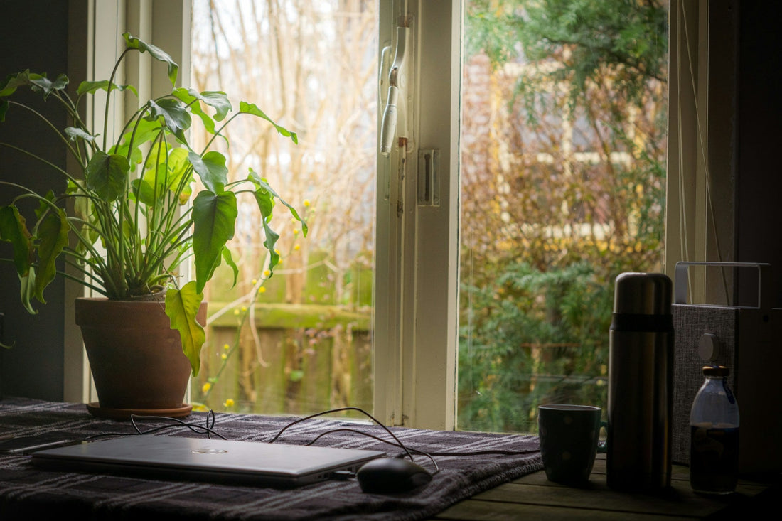 Home Wellness Starts with Nature: How Plants & Scents Create Calm
