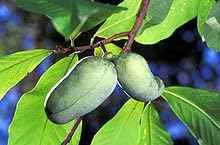 Paw Paw Tree Live Plant 18-24" in Height in a Trade Gallon Pot