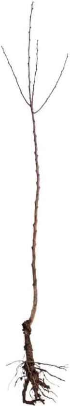 2 Blue Flowering Chinese Wisteria Vines - 12-18" Tall Live Plants - Wisteria Seedlings - Wisteria sinensis - (2 Pack)