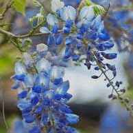 Live, Blue Moon Wisteria 5-8" Potted Plant, Root, Seeds*Bulbs*Plants*&More