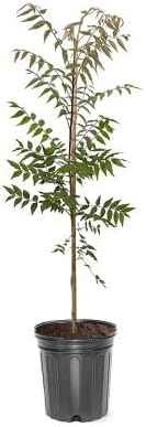 Chinese Pistache, Deciduous, Shade Tree, Drought Tolerant, Hardy, Medium Sized, Medium Growth Rate, 1-2 ft Tree Height, 1 gal Grower Pot (Due to Agricultural Laws, we Cannot Ship to CA, AZ, AK, or HI)