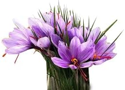 20 Saffron Sativus Crocus Corms - Premium Quality Saffron Bulbs for Planting with Comprehensive Growing Instructions
