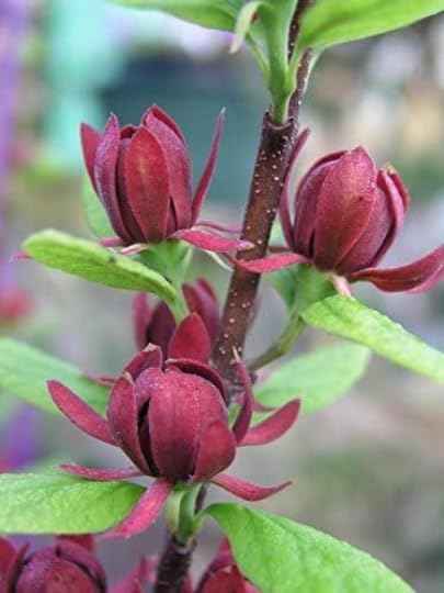 Carolina Allspice (Sweet Shrub) - 6-12" Tall Bush - Quart Pot - Live Plant - Calycanthus floridus