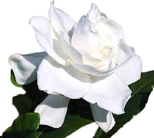 (1) - Summer Snow Gardenia® - Starter Plant (4L) (1 Live Plant)