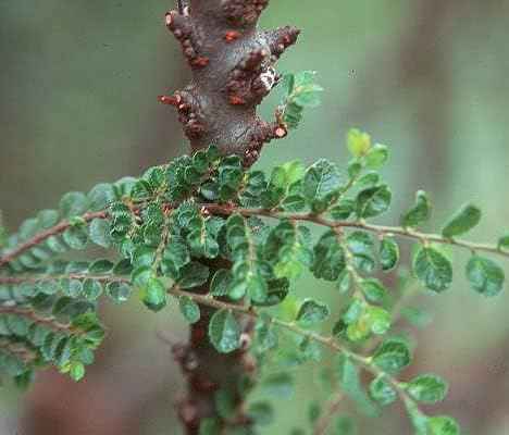 Seiju Dwarf Chinese Elm - Ulmus parvifolia - 2.5" Pot - Fairy Garden/Bonsai