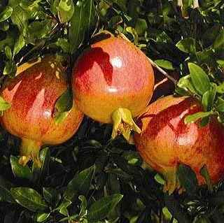 Sweet Pomegranate Tree Live Plant, 10-12" Tall, Wonderful Pomegranate Tree, Zone 8 to 11, Well Rooted