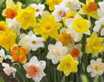 Daffodil Bulbs - Narcissus Assorted ,Long lasting~ 40 Trumpet Daffodil Mix Bulb