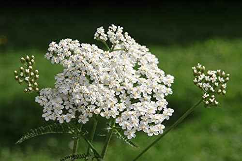 Organic Yarrow Seeds (Achillea millefoleium) 150 Seeds (0.1 Grams)