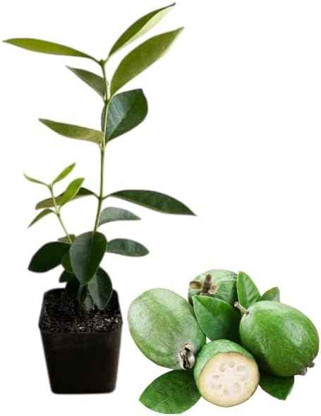 Pineapple Guava Tree Live Plant, Sweet Guavas Plant Tropical Fruit Tree 4-6 Inch Tall