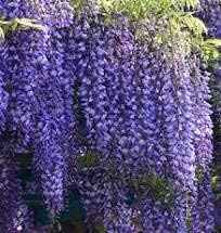 Spectacular Blue Moon Wisteria Tree Plant 8-11" Tall Potted Plant Fragrant Flowers Seeds BulbsPlants& MoreAttracks Hummingbirds, in Dormancy