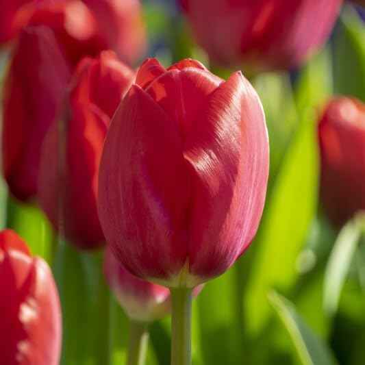 Votaniki Tulip Darwin Hybrid Red Van Eijk Bulbs - Premium Darwin Hybrid Tulips for Stunning Spring Gardens | Hardy, Perennial, and Easy to Grow (12 Pack)