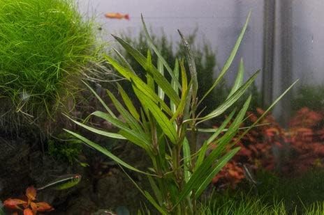 Live Aquarium Stem Plants - Freshwater Aquatic Plant for Fish Tanks, Aquascaping - (Ludwigia Repens, 1 Bunch)