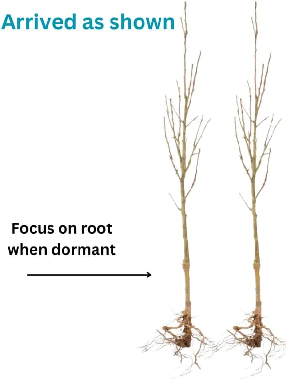 Blue-Purple Wisteria Tree Live Plant 1 Year Old Seedling, Purple Wisteria Live Plants for Outdoor Garden, 6-13" in Tall, Dormant