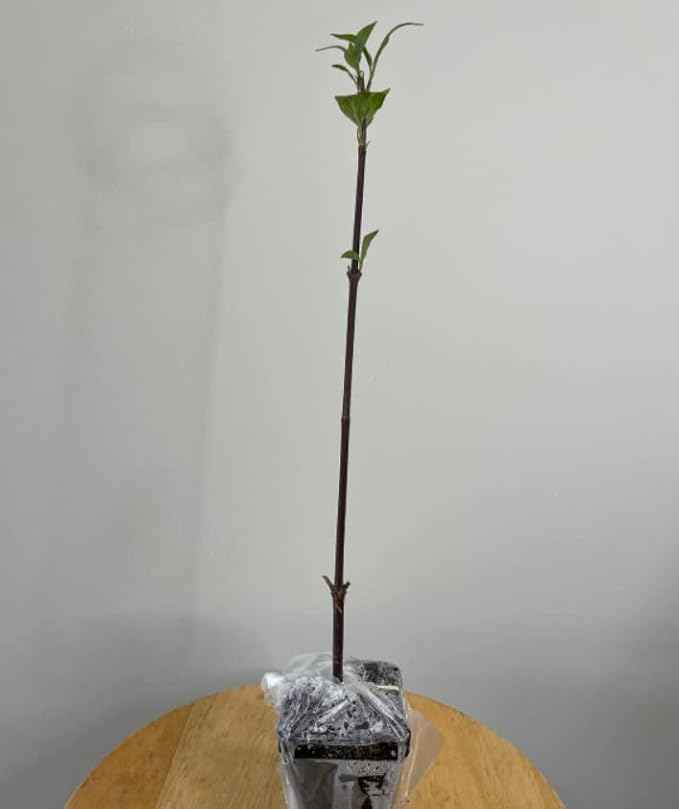 Carolina Allspice (Sweet Shrub) - 6-12" Tall Bush - Quart Pot - Live Plant - Calycanthus floridus