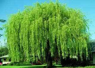4 Bright Green Weeping Willow Cuttings - Grow 4 Trees - Wisconsin Weeping Willow Root Stock - Fast Growing – Easy to Grow Outdoor Trees – Shade, Privacy Screen, Backyard Landscaping