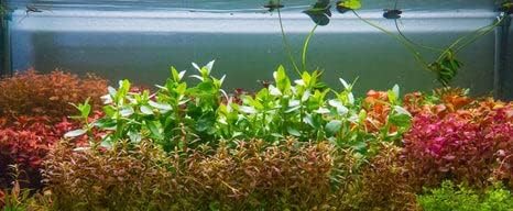 Live Aquarium Stem Plants - Freshwater Aquatic Plant for Fish Tanks, Aquascaping - (Needle Leaf Ludwigia Arcuata, 4 Bunches)