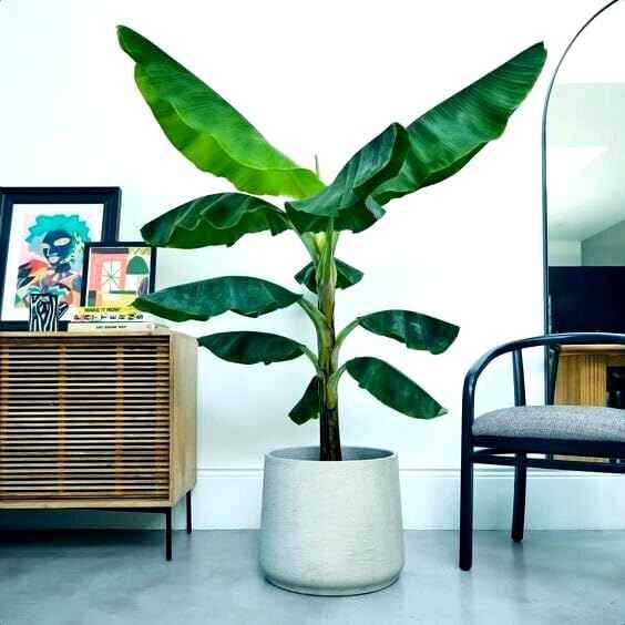 10 Seeds Dwarf Cavendish Banana Tree Seeds | Musa acuminata Hardy Tropical Fruit Plant