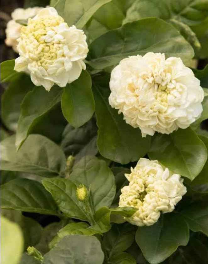 Grand Duke Jasmine Live Plant Double Jasmine Shurb White Jasmines Flowers Bush Frangant Flower Plant 5-7 Inch Tall in 3 Inch Pot