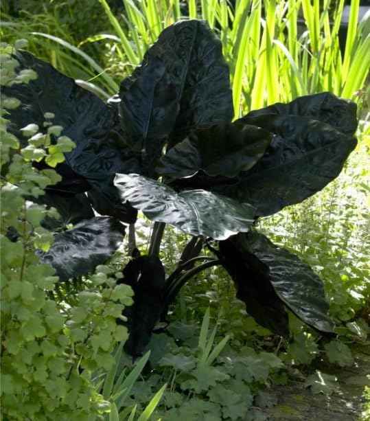 Dark Knight Elephant Ear Bulbs for Planting - Grow Stunning Black Elephant Ears Plants - Colocasia Esculenta (1 Bulb)