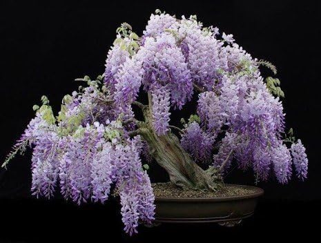 Blue Moon Wisteria Vine - Fragrant Foot Long Flowers - ATTRACTS Hummingbirds - 2 - Year Live Plant