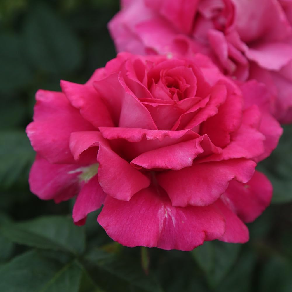 Heirloom Hybrid Tea Roses, Live Own Root Plant for Outdoor Garden, Pretty Lady Rose™, Moderately Fragrant, Hardiness Zones: 6-10, Continual Blooming