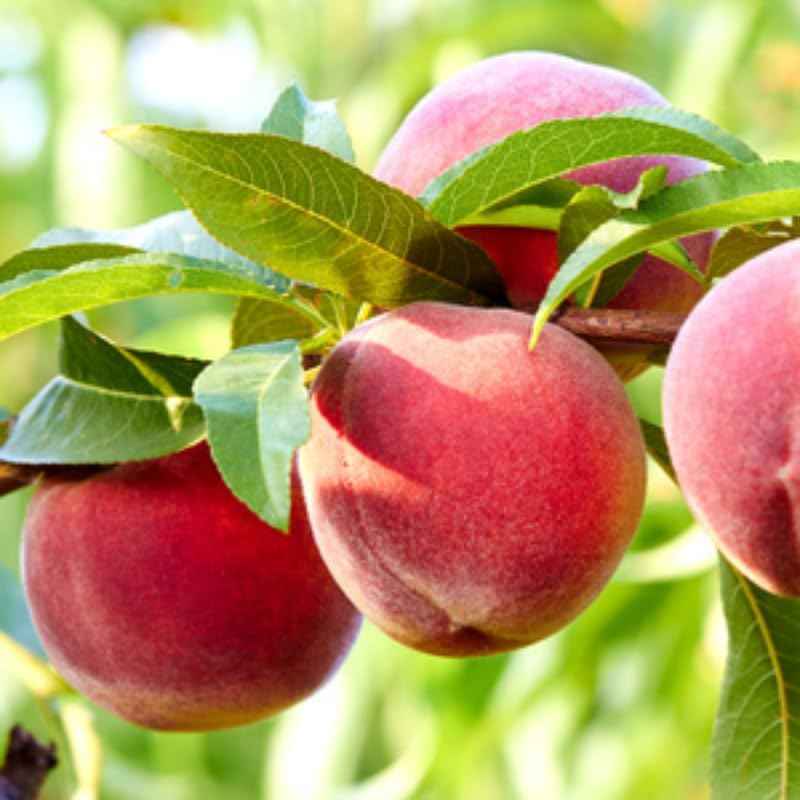 1 Year Old Red Peach Seedling Tree Live Plant, 6 to 12 Inches in Tall, Winter Hardy for Gardening Outdoor, Dormant, No Leaf, No CA