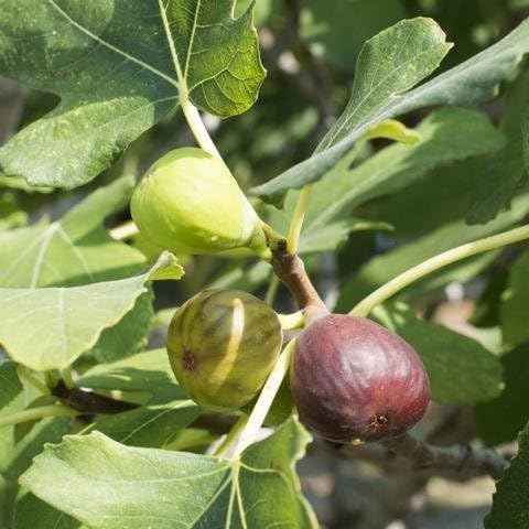 1 Starter Plant of Celeste Fig Tree