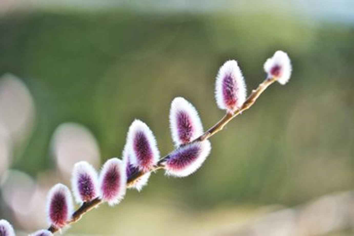 Purple Pussy Willow Tree Cuttings to Grow -Stunning Purple Spring Catskins (2 Cuttings)