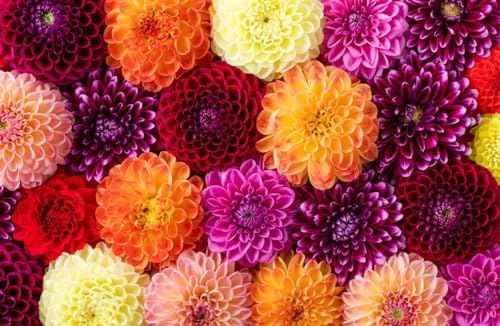Eveline Dahlia - 5 Gallon Size Bareroot Tuber…