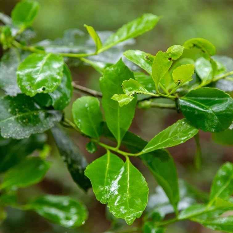 Yerba Mate Tea Plant (4 Pack) | Real Live Plant for Sale | Perfect for Tea Lovers | Hardy and Easy to Grow for Planting | Grow Organic Tea Leaves at Home | Great for Indoor or Outdoor Gardens