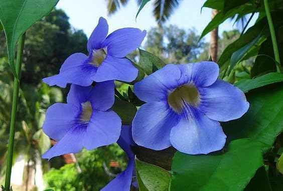 Thunbergia Grandiflora Plants | Pack of 2 (Two) | 5-9 Inch Blue Trumpet Vine | Sky Vine/Bengal Clock Vine | Fast-Growing Large Climber for Fences, Arbors & Privacy Screens