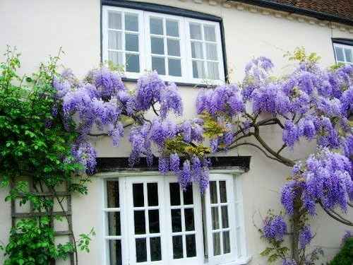 Blue Moon Wisteria Vine - Fragrant Foot Long Flowers - ATTRACTS Hummingbirds - 2 - Year Live Plant