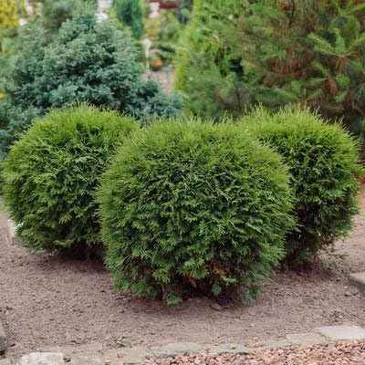 Brighter Blooms - Hetz Midget Thuja Shrub, 3 Gallon - No Shipping to AK, AZ, HI