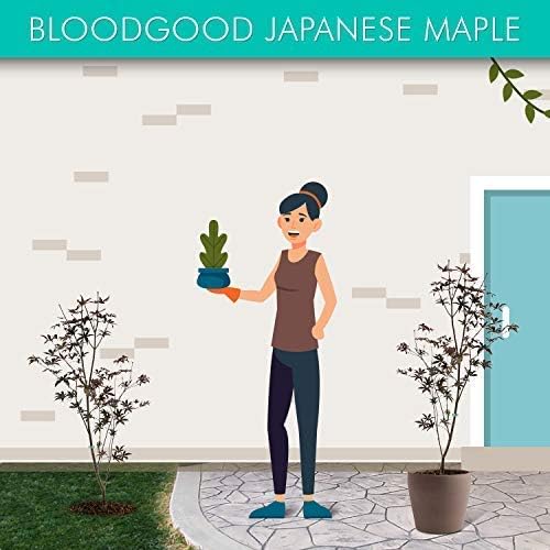 Brighter Blooms - Bloodgood Japanese Maple Tree, 3-4 ft. - No Shipping to AK, AZ, HI