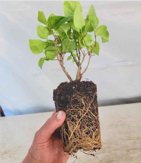 Sensation Lilac Live Starter Plant – Syringa vulgaris ‘Sensation’ – Fragrant Purple & White Bicolor Flowers – Cold Hardy Flowering Shrub – Pollinator Friendly Lilac Bush