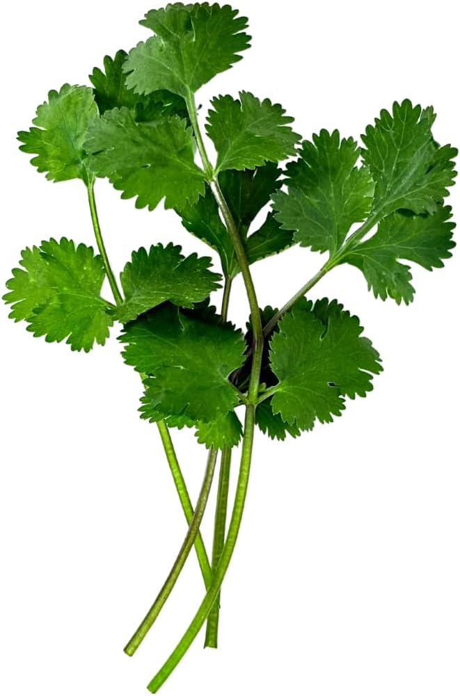 Herb Seedlings: Ready-to-Plant Seedlings, Starts, Plugs, Garden-Ready, Live Plants, Transplants, Pre-sprouted, for Soil & Hydroponic Gardens (6 seedlings)