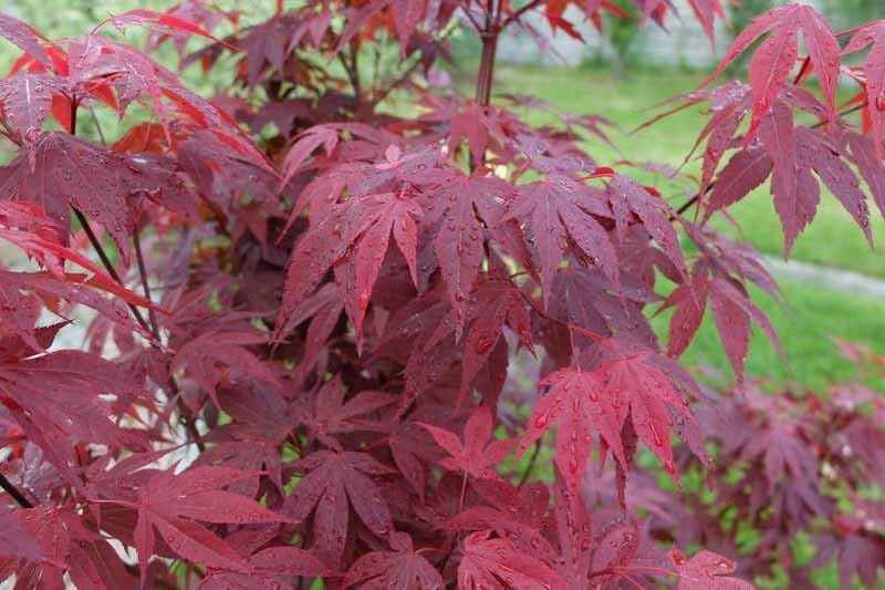 Emperor 1 Red Japanese Maple - Live Plant - (2.5 QT)