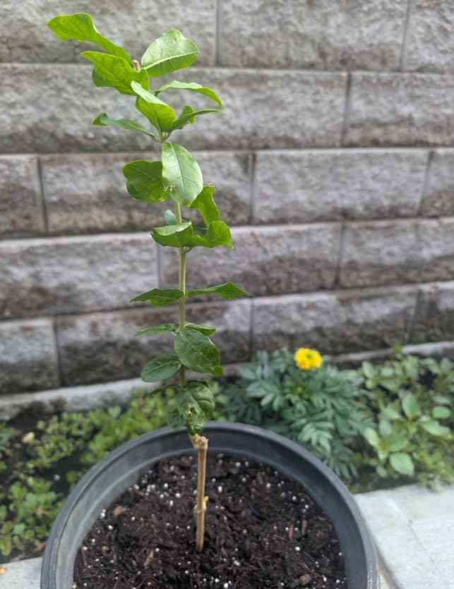 Grand Duke Jasmine Live Plant Double Jasmine Shurb White Jasmines Flowers Bush Frangant Flower Plant 5-7 Inch Tall in 3 Inch Pot