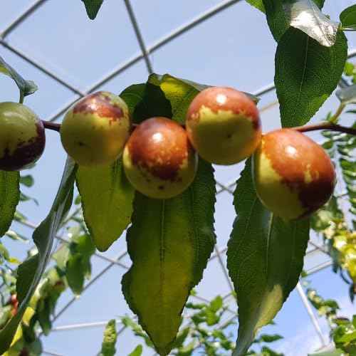 Li Jujube Tree, 8-14" Tall, Cold Hardy Jujube Tree Live Plant, Perennial Sweet Fruit Plants