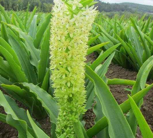 Eucomis Autumnalis Pineapple Lily Bulbs for Unique Late-Season Blooms, 1 Bulb