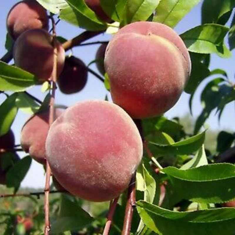 1 Year Old Red Peach Seedling Tree Live Plant, 6 to 12 Inches in Tall, Winter Hardy for Gardening Outdoor, Dormant, No Leaf, No CA