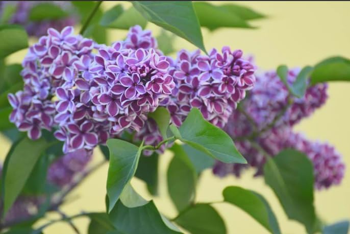 Sensation Lilac Live Starter Plant – Syringa vulgaris ‘Sensation’ – Fragrant Purple & White Bicolor Flowers – Cold Hardy Flowering Shrub – Pollinator Friendly Lilac Bush