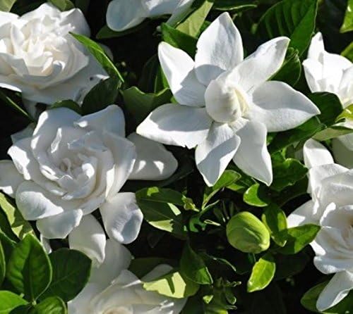 (1) - Summer Snow Gardenia® - Starter Plant (4L) (1 Live Plant)