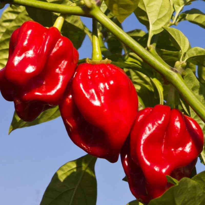 Pack 2 Red Habanero Pepper Plants, 80 Days Old Live Red Habanero Pepper Plants, Habanero Pepper Plants, Habanero Pepper Plants Live, Habanero Plant