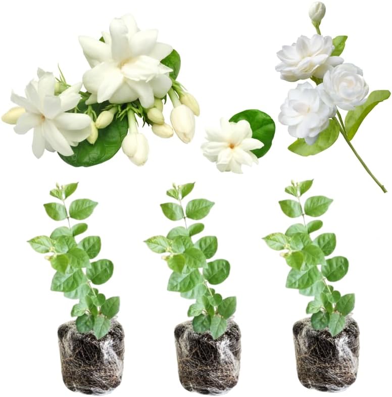 2 Random Jasmine Plants Live, Climbing Jasmine Indoor Outdoor Live, Fragrant, 5-9" in Tall, No Pot, Hardy and Fast-Growing