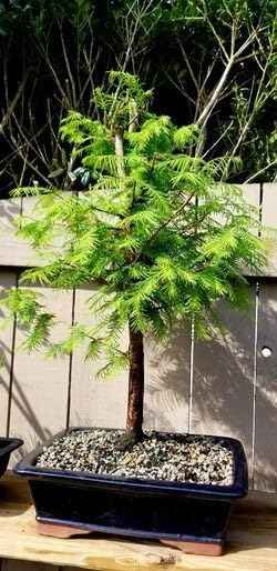 Live Plant - (3) - Dawn Redwood Tree - Metasequoia - Starter Plants - (3 Live Plants)