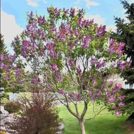 Sensation Lilac Live Starter Plant – Syringa vulgaris ‘Sensation’ – Fragrant Purple & White Bicolor Flowers – Cold Hardy Flowering Shrub – Pollinator Friendly Lilac Bush